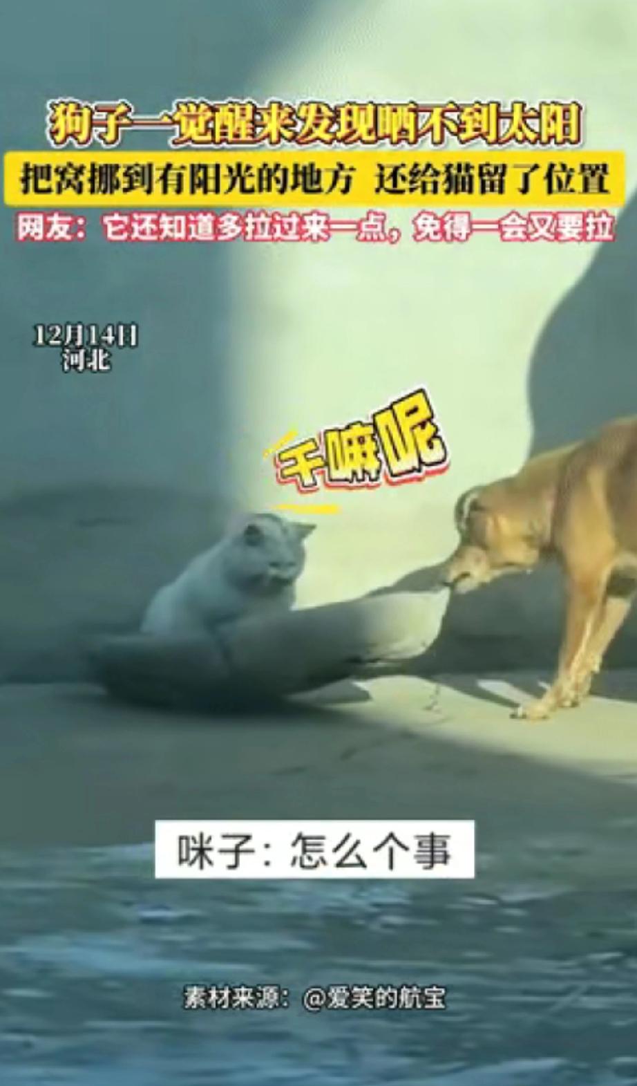 “解释不清了！”河北，一狗狗和猫咪晒太阳，一觉醒来发现太阳晒不到了。不料，狗狗
