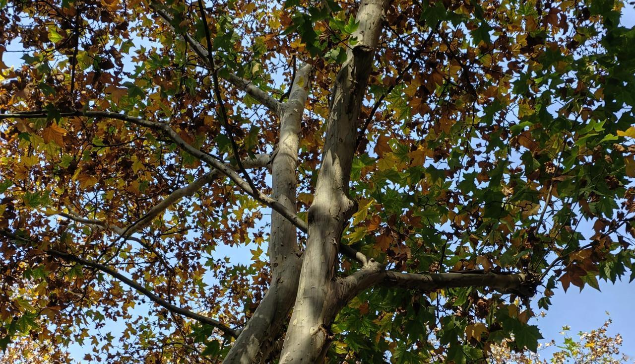 释永信被批准逮捕，按程序一下步就是如何判刑了，也就是说释永信这件事终于有了明白地