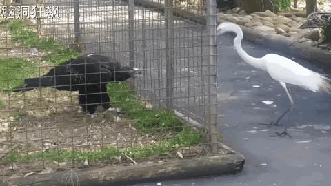 鹰还是这鹰。虽然关进了笼子。仍然喜欢吃活食，聪明的它把伺养员递给它的鲜肉当诱