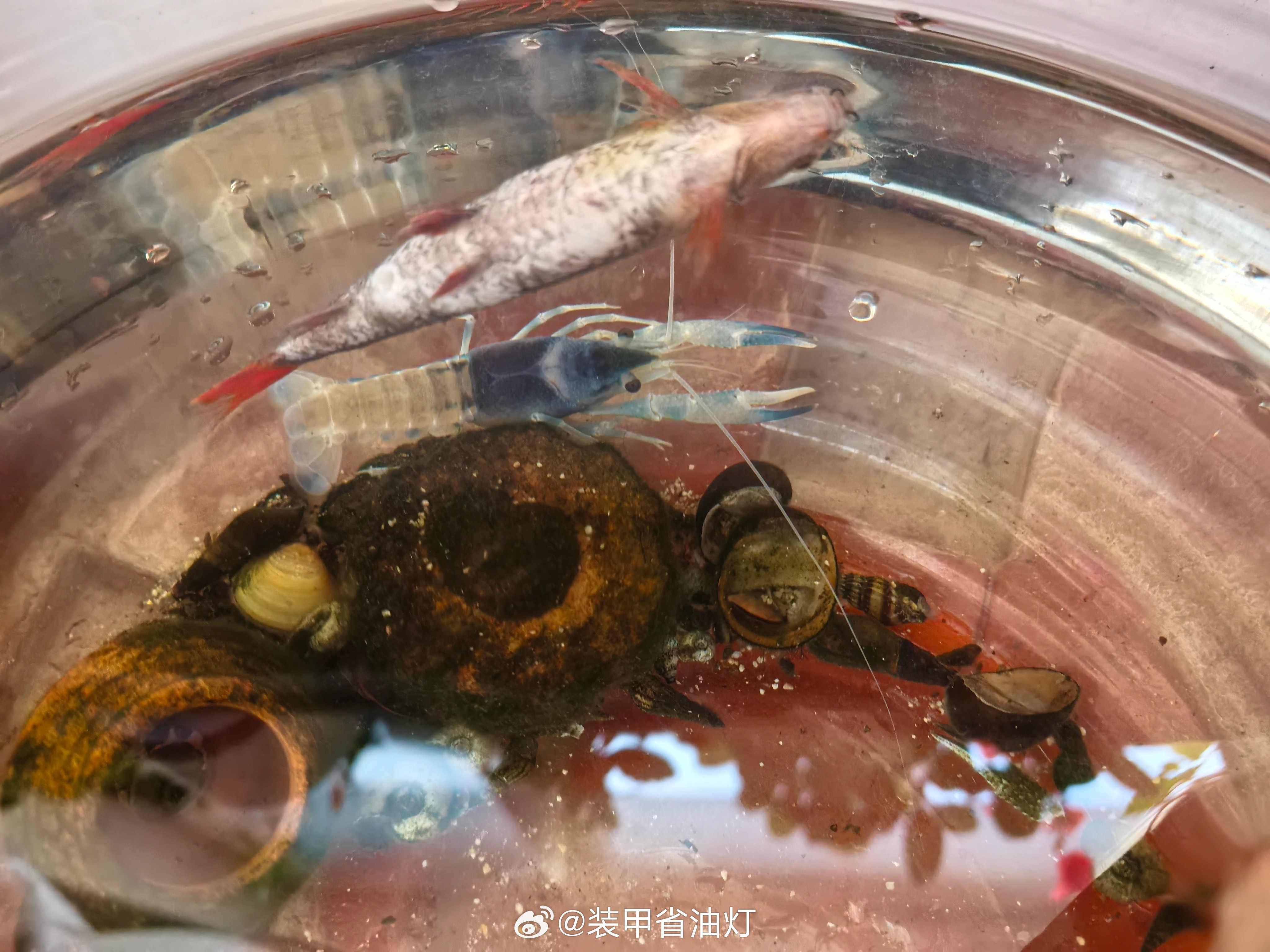 养了两年多的老鼠鱼死了，喂龙虾吧