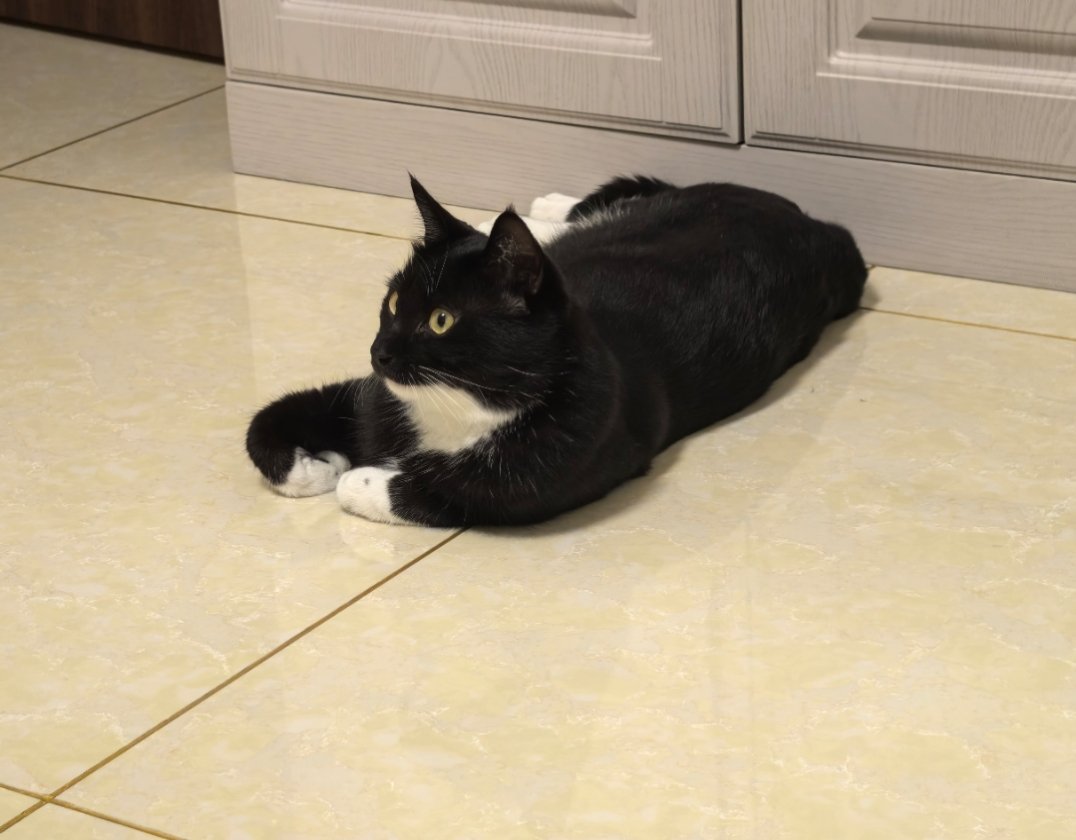 不会揣手手的小猫[笑着哭]​​​