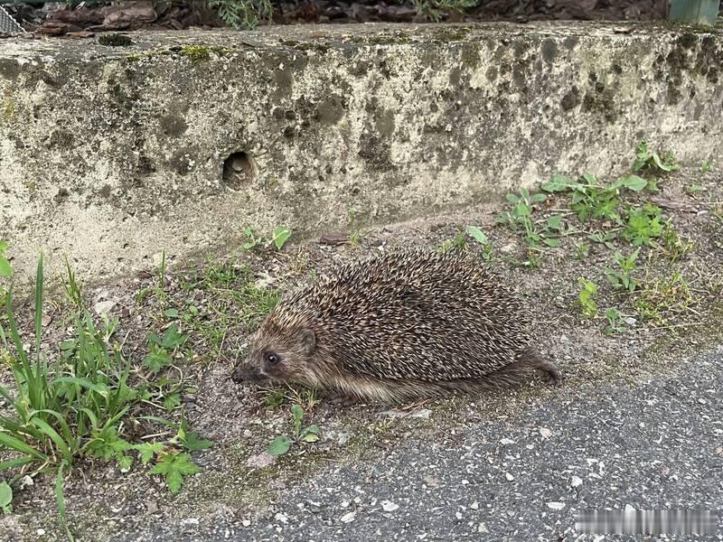 【爱沙尼亚选刺猬为2026年度动物，唤醒环境保护意识】海外新鲜事爱沙尼亚长期通