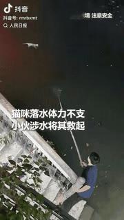 成都锦江边上，一只流浪猫掉水里了，扑腾了没几下就没力气往岸边游。旁边围了不少人