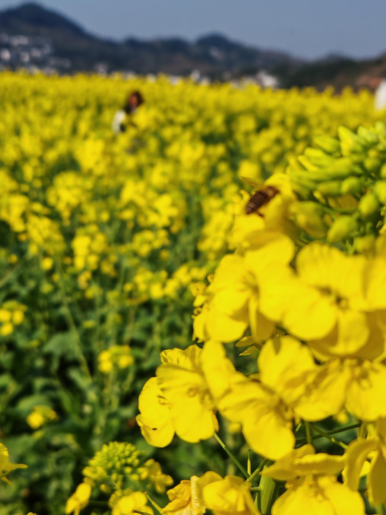 凯里舟溪油菜花海，今天阳光明媚，适合赏花踏青！