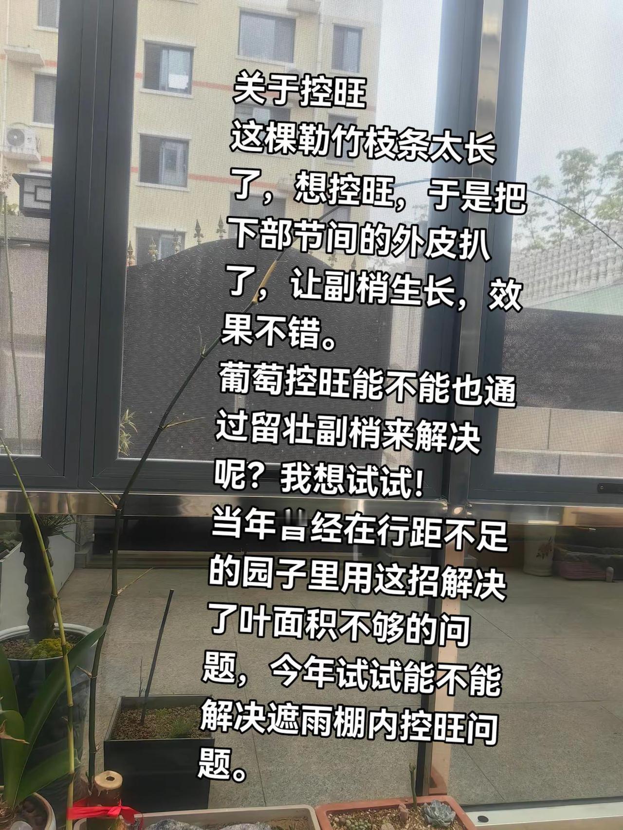葡萄控旺。关于控旺这棵勒竹枝条太长了，想控旺，于是把下部节间的外皮扒了，让副梢生