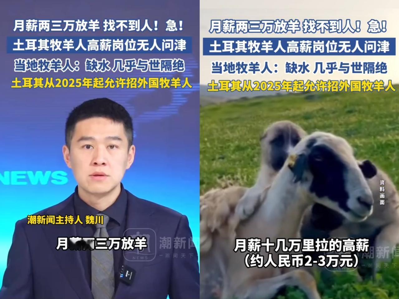 想象一下，月薪两三万让你去放羊，你是不是觉得天上掉馅饼？但土耳其的牧羊人