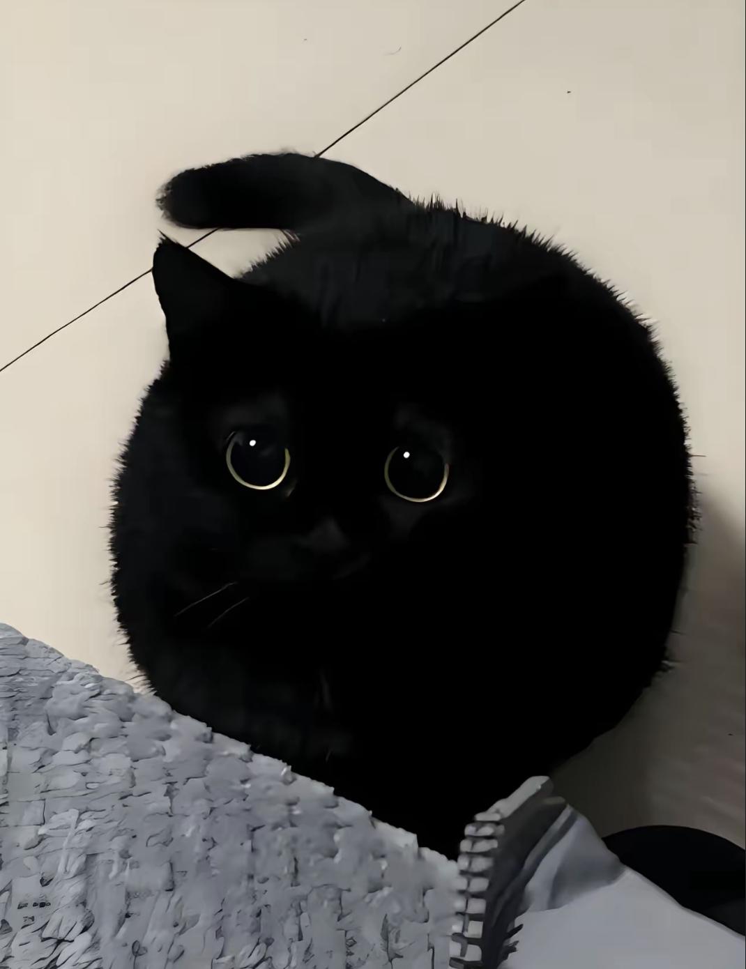 那天发了张猫晒太阳的照片，不到两小时，三个陌生人私信问我卖不卖，开口就是八千、一