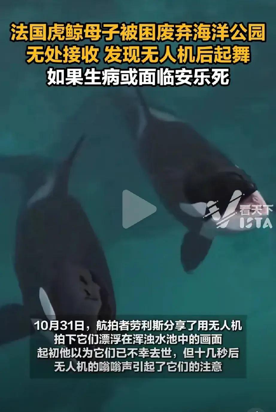 快讯！快讯！法国突然宣布了。在2021年，法国通过法案禁止虎鲸、海豚