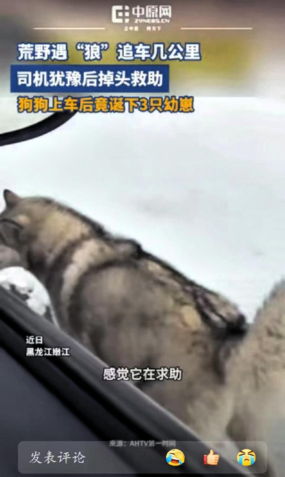 黑龙江，女子开车遇到一只狗狗追车，她起初无法分辨是狗还是狼，为了安全没有下车，继