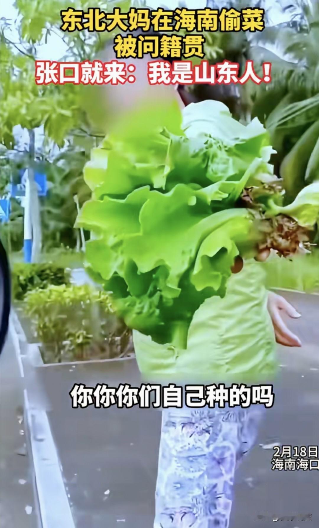 太无耻！海南海口，男子发现一大妈偷菜，上前理论：人家种的菜你就拿，你老家哪里的？