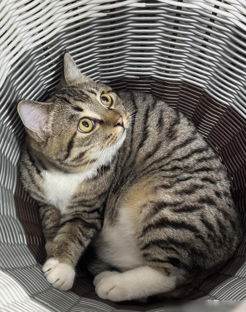 我家养了只猫，平时就吃吃喝喝睡觉，有天我婆婆骂它，又不会抓老鼠，整天就会吃饱了睡