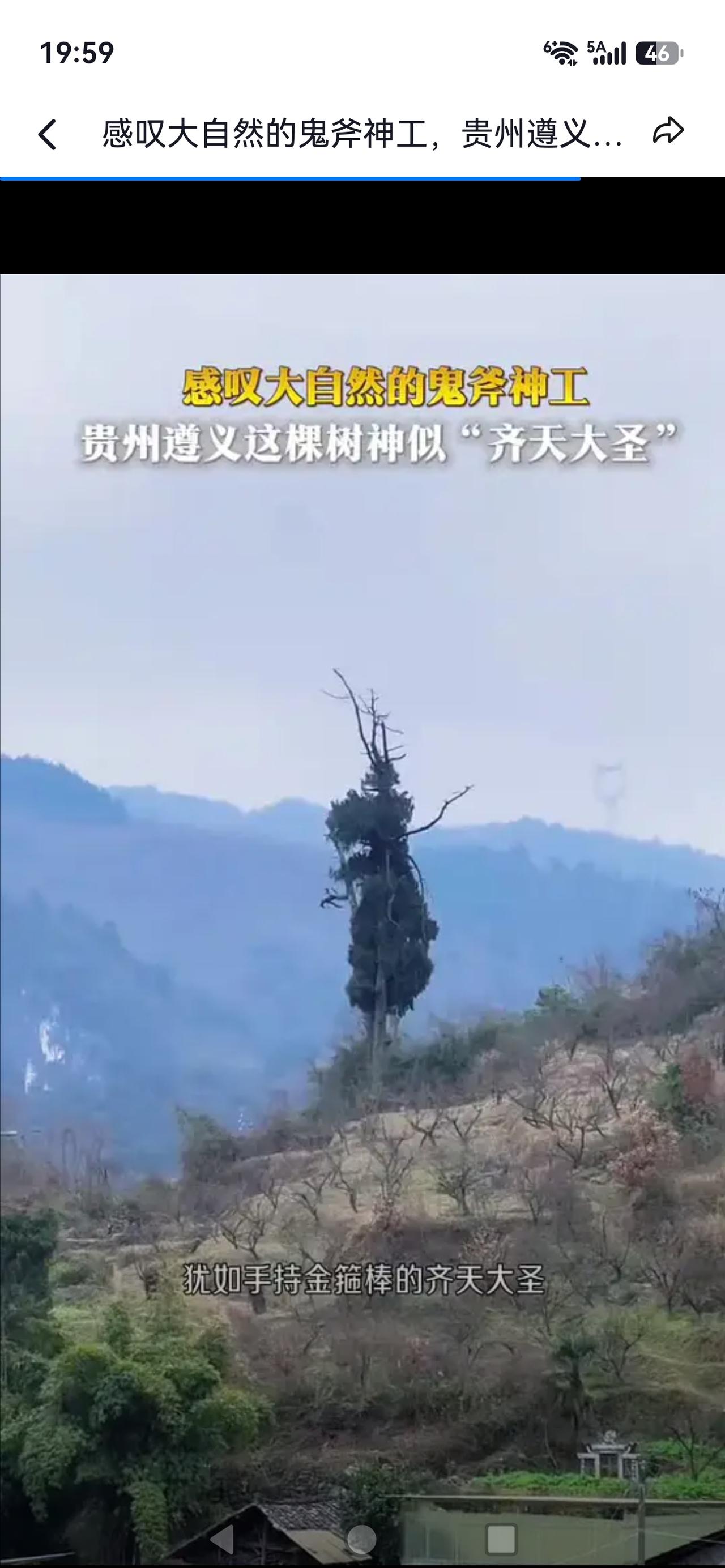 遵义深山惊现“大圣树”！500年古树神似齐天大圣，网友：是悟空显灵了？遵义汇