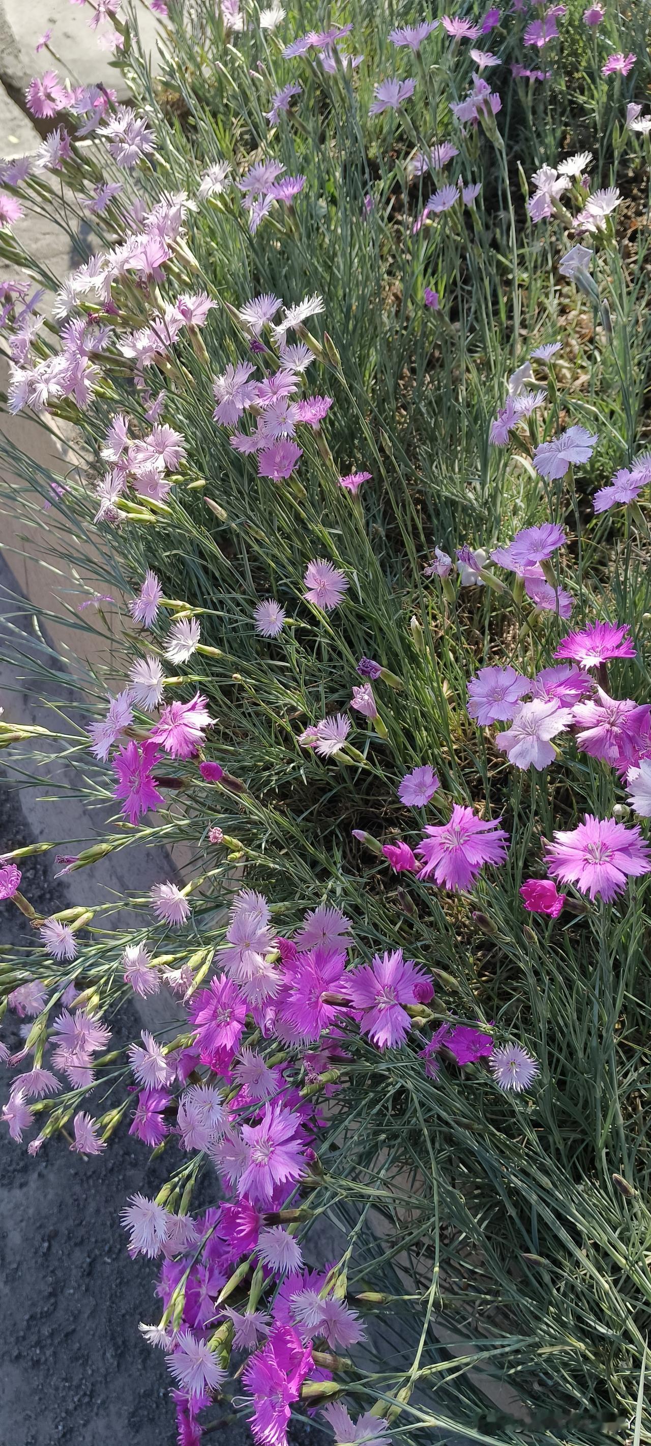 有没有漂亮的花朵图片吗今天刚拍的花，好看吗？有没有认识的，能叫上名字吗？