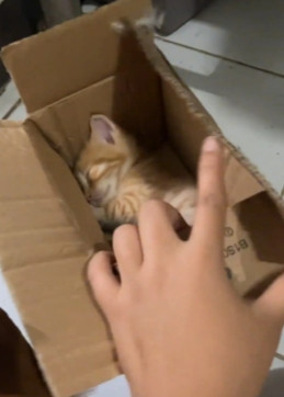 无家可归的小猫，找了一个适合自己的纸皮箱，在里面呼呼大睡起来
