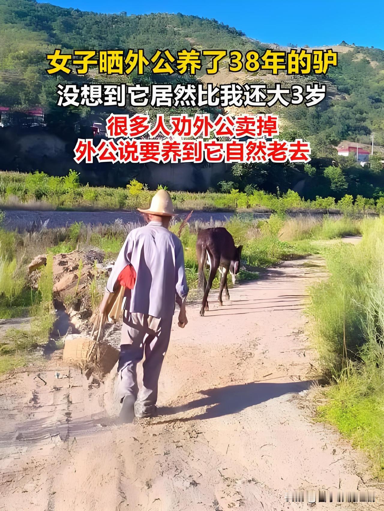 山东聊城78岁的李大爷，养了一头整整38岁的老驴，相当于人类百岁高龄。这头驴是