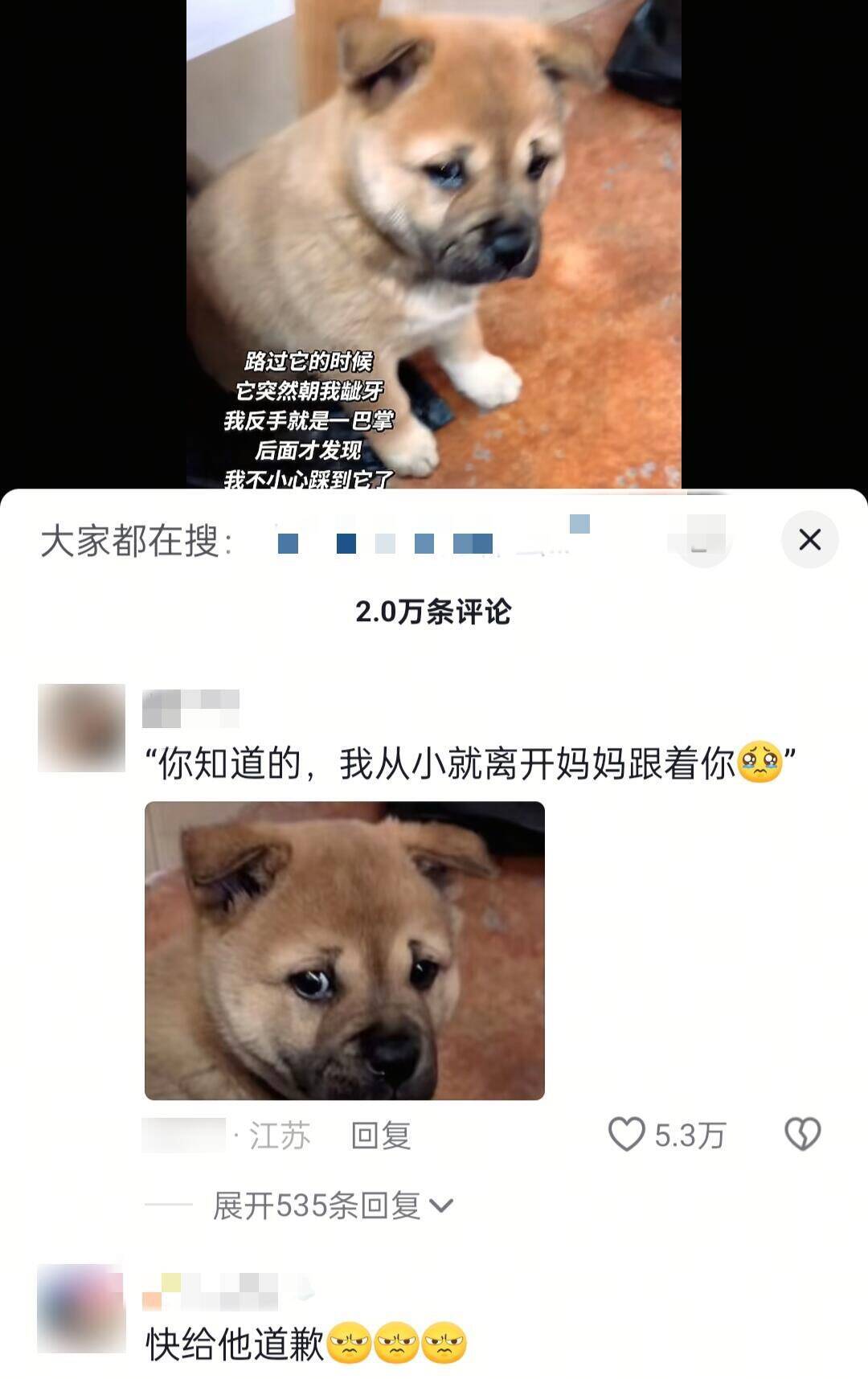 能和小狗闹掰的社交能力堪比成年人的拖