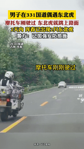 吉林一名男子骑摩托经过311国道时，突然目睹一只东北虎从林中跳出，像遛弯一样走上