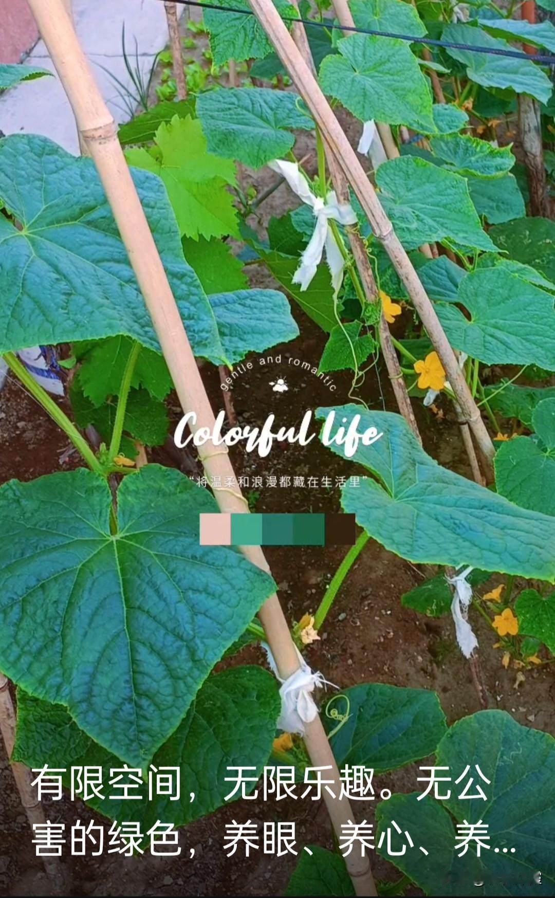 今日周末，我倆又开始鼓捣葡萄秧。剪枝，掩埋，清理，又是半天。我家门口有巨峰三