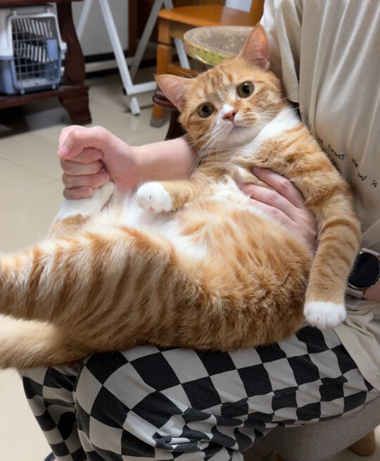 进来看看咪