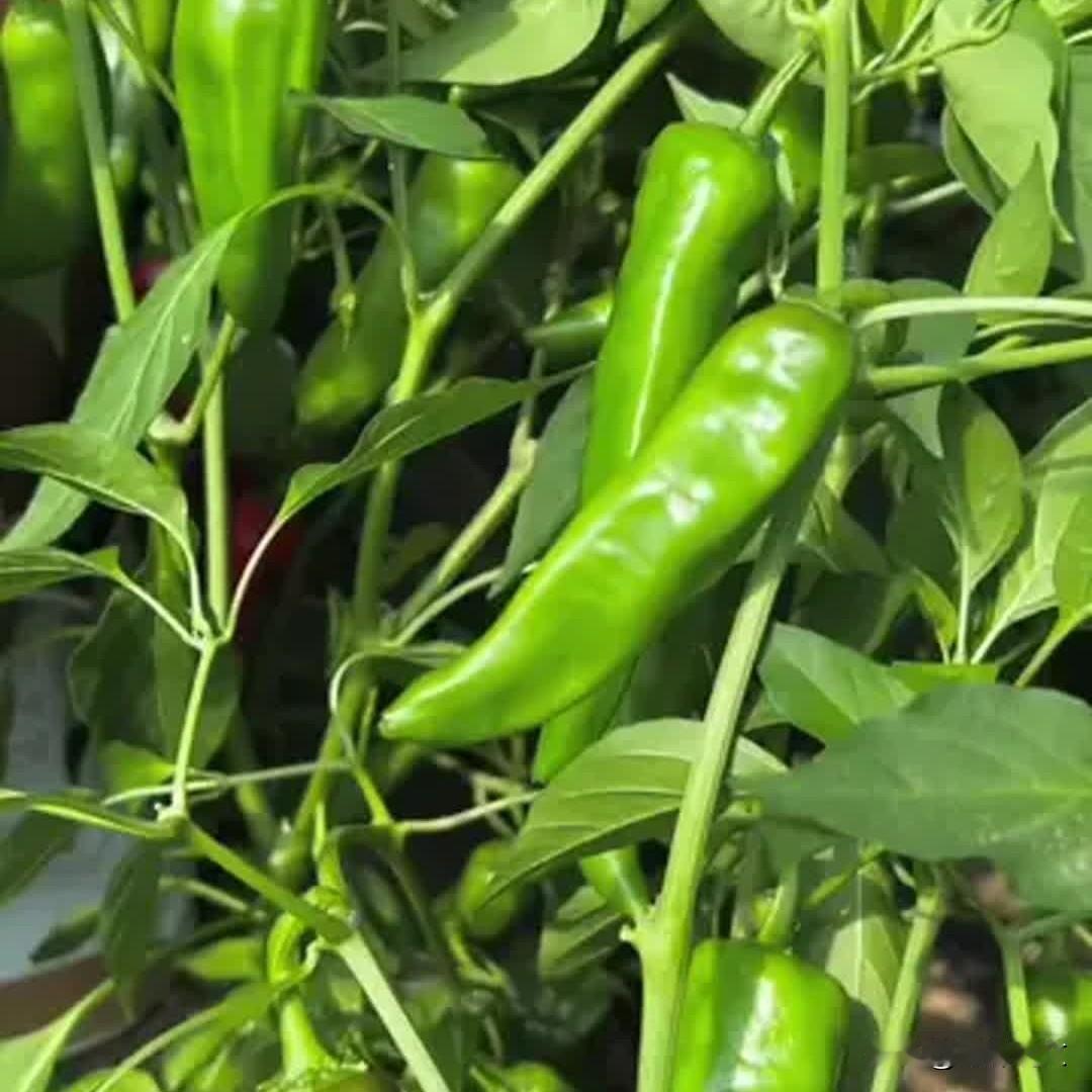今日谷雨种辣椒，记住老辈这几句，辣椒结满枝谷雨前后正是种辣椒的好时候