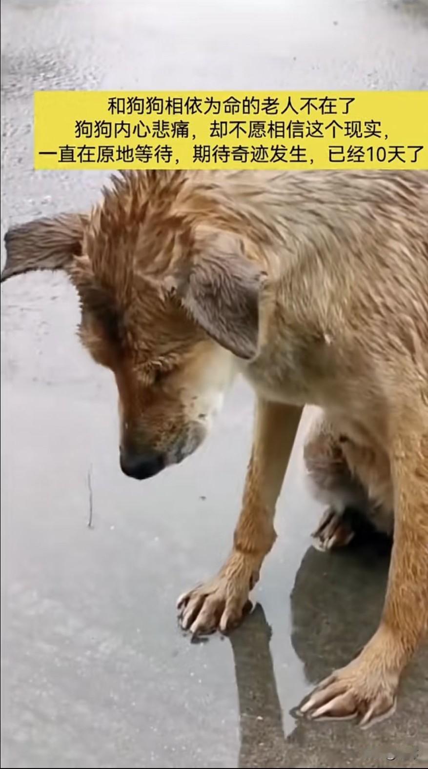 泪目了！可以狗狗真的非常忠诚，一位孤寡老人养了一只狗狗，平时就是相依为命一起生活