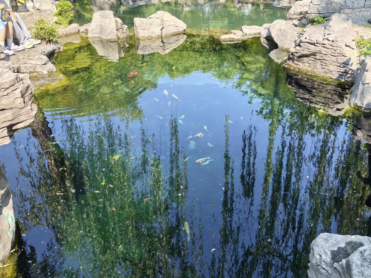 济南五龙潭公园水可真清，多彩颜色的鱼儿清晰可见。五龙潭公园在趵突泉公园北边。这俩