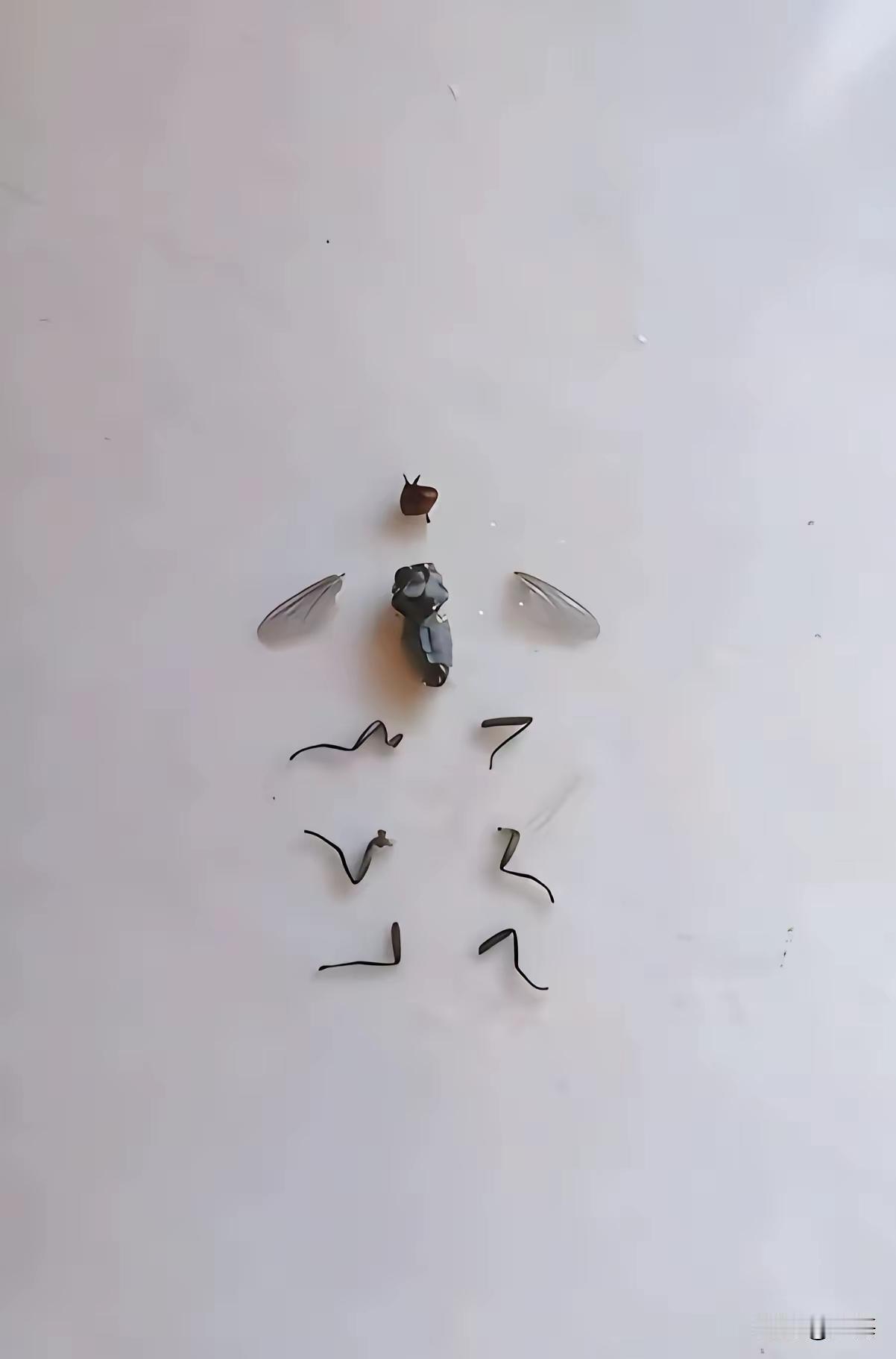 但凡有一只苍蝇进入我家，都会是这种下场。看看你们以后谁还敢进来。说到做到。