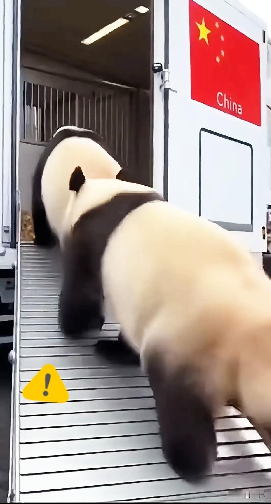 都说动物是有灵性的，这话没毛病。不信你就看看它们，日方的两只旅居大熊猫晓晓和