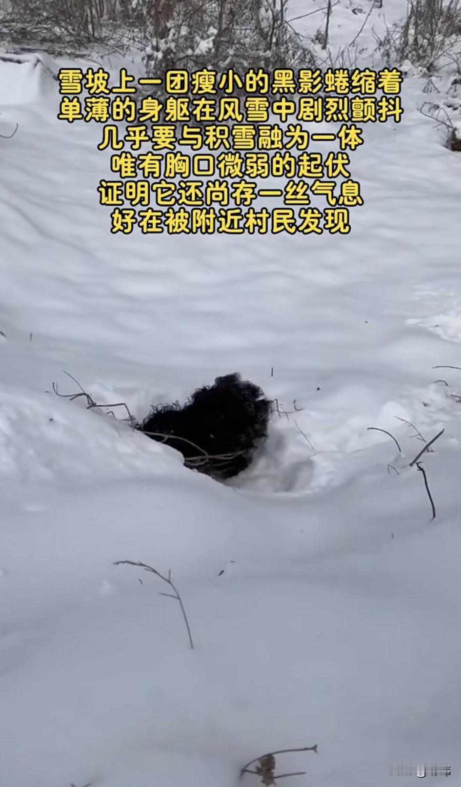 泪目了！一位小哥哥去山里看雪景，当他走到一片树林附近的时候，看到了无比凄惨的一幕