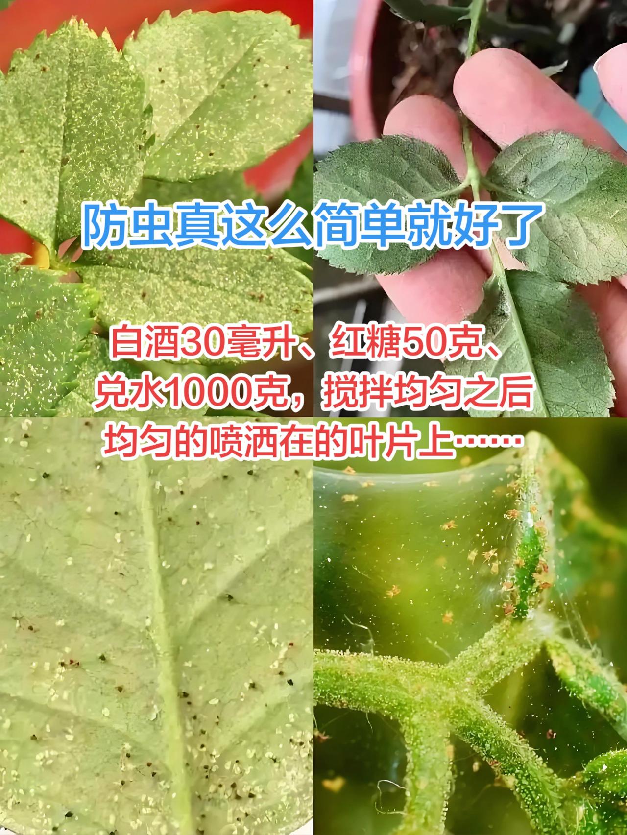 最近刷到网上有人发了这样一个配方：白酒30毫升、红糖50克、兑水1000克，搅拌