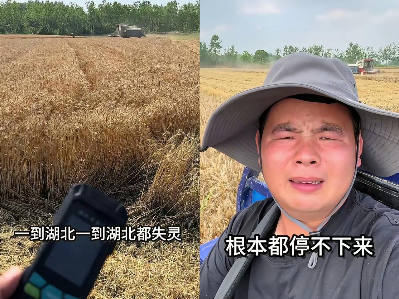 河南农机手龙飞的湖北麦收糟心事，真的太让人憋屈了！满心欢喜赴钟祥收麦盼赚钱，却栽