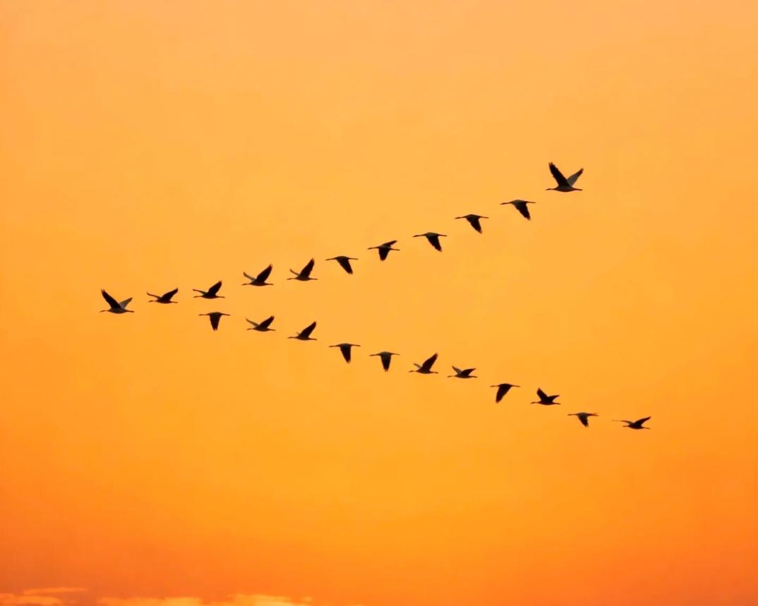 科学家们最近发现了一个超级酷的秘密：候鸟们的大脑里藏着一个“量子罗盘”！没错，就