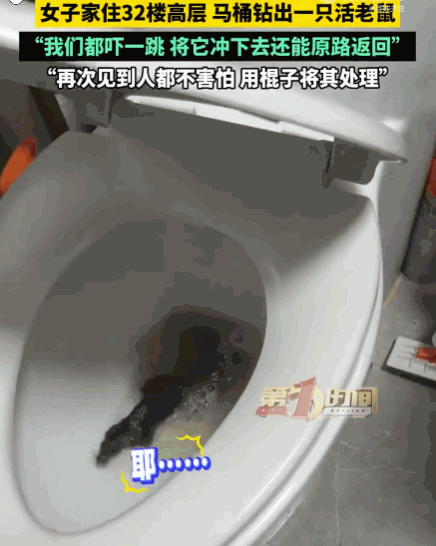 江苏丹阳一女子在家准备洗漱，卫生间马桶里突然传出让人头皮发麻的扑腾声，怀着忐忑的