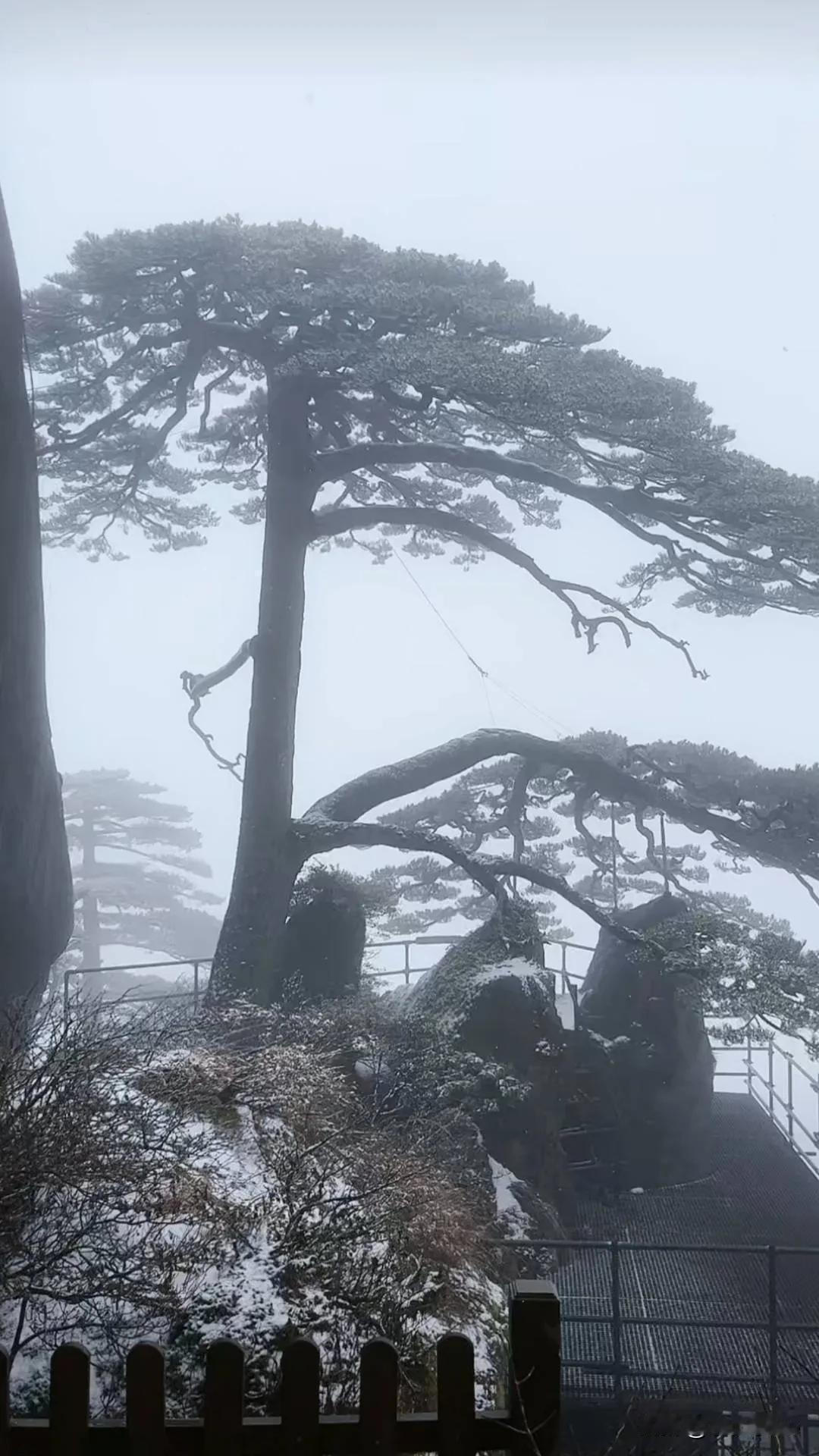 黄山又下雪了，景色如同人间仙境。雪后的黄山千峰万壑玉砌银镶，松枝上雾凇似银白珊