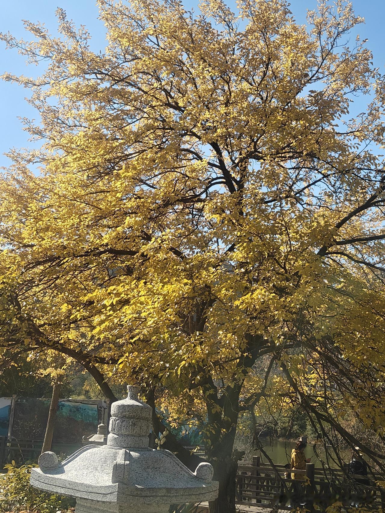 “黄叶映秋光，古亭静倚旁”，这两句诗一下就把我带入了如诗的秋景中。寒露时节