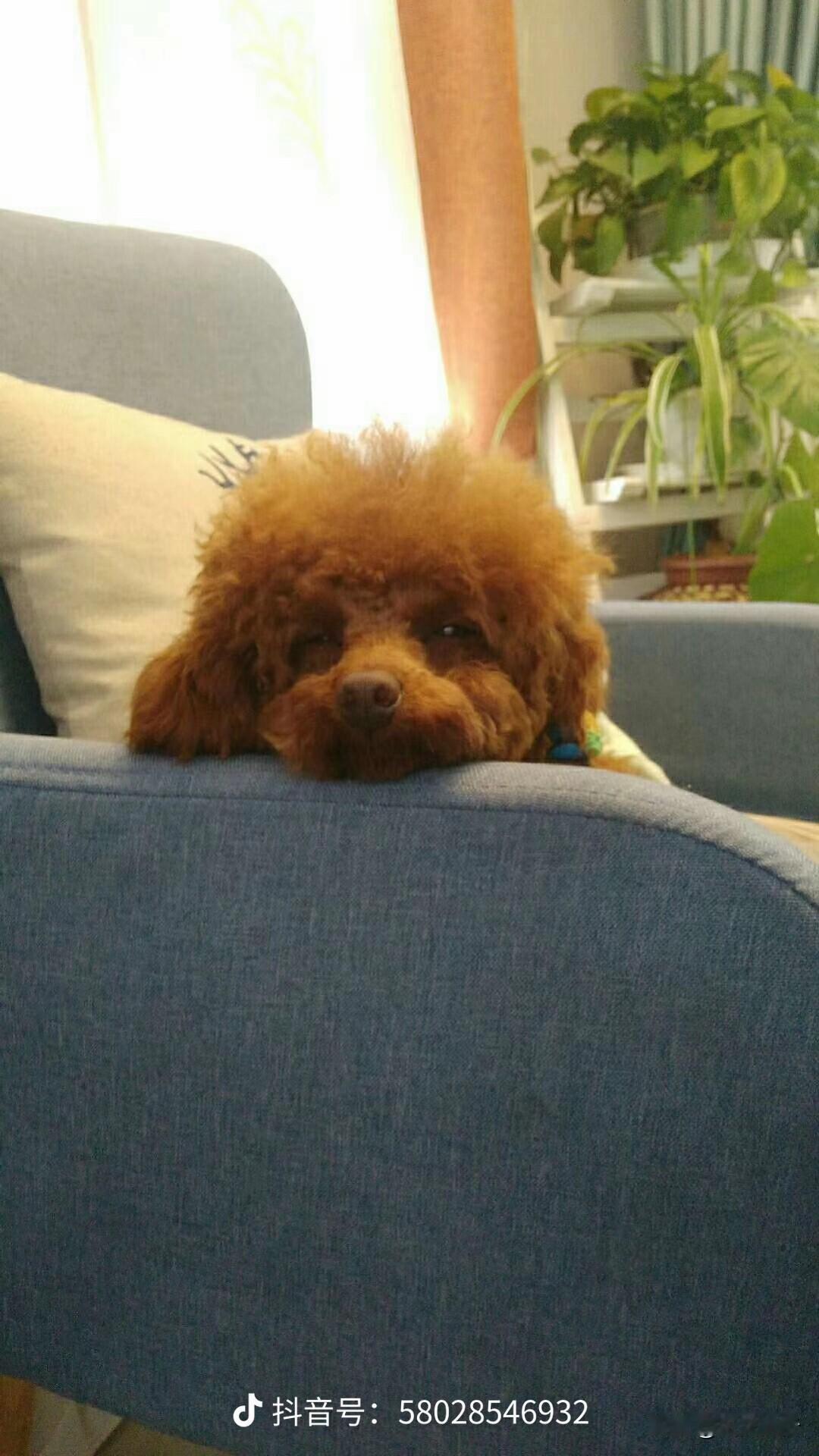 别犟，总有一天你会喜欢上这些事情！第一、养狗。第二、养鱼。第三、焚香。第