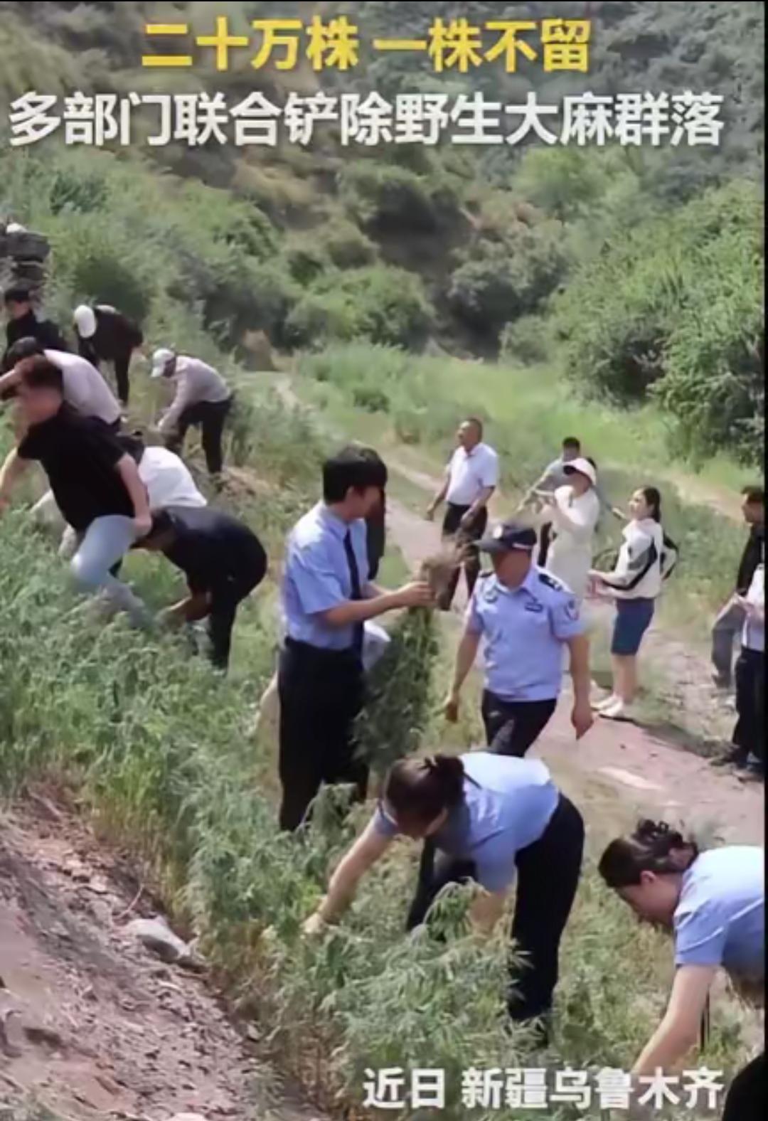 2026年6月24日，乌鲁木齐米东区的警察在山坡上巡逻时，发现了一片绿油油的"植