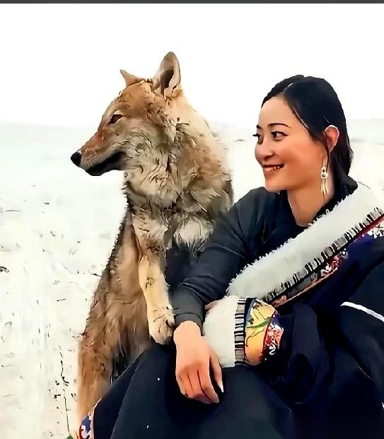 一头狼，叫格林。它打小被一个女人养大，八个月，然后在相机镜头下，被放归荒野。