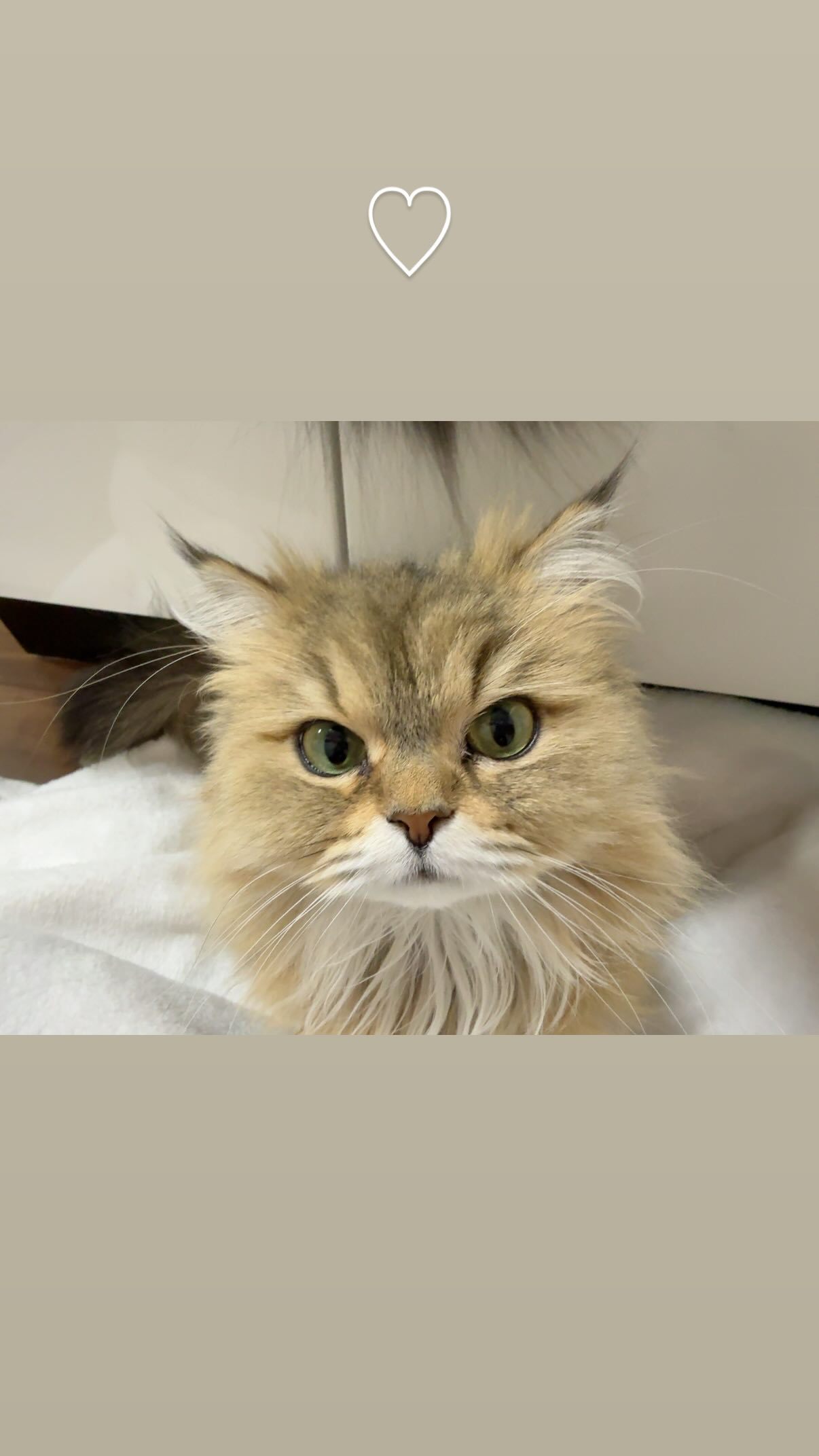 吉田綾乃クリスティー