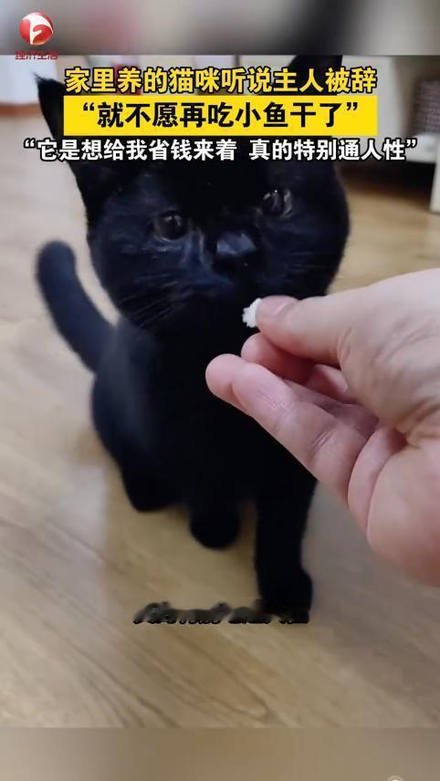 这事儿听着挺玄乎，但确实让人心暖。河北燕郊一哥们被公司裁了，回家跟自家黑猫念叨了