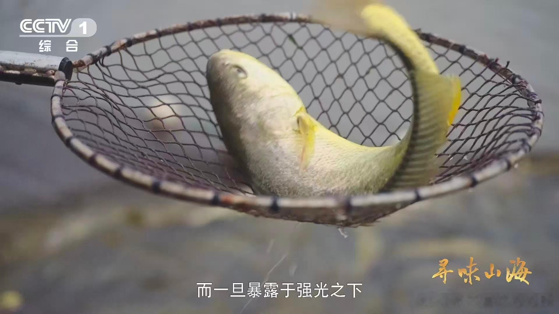 大黄鱼在四大海产里名气响当当，肉质鲜嫩入口即甜。它还会变色，强光下银白，黑暗中金