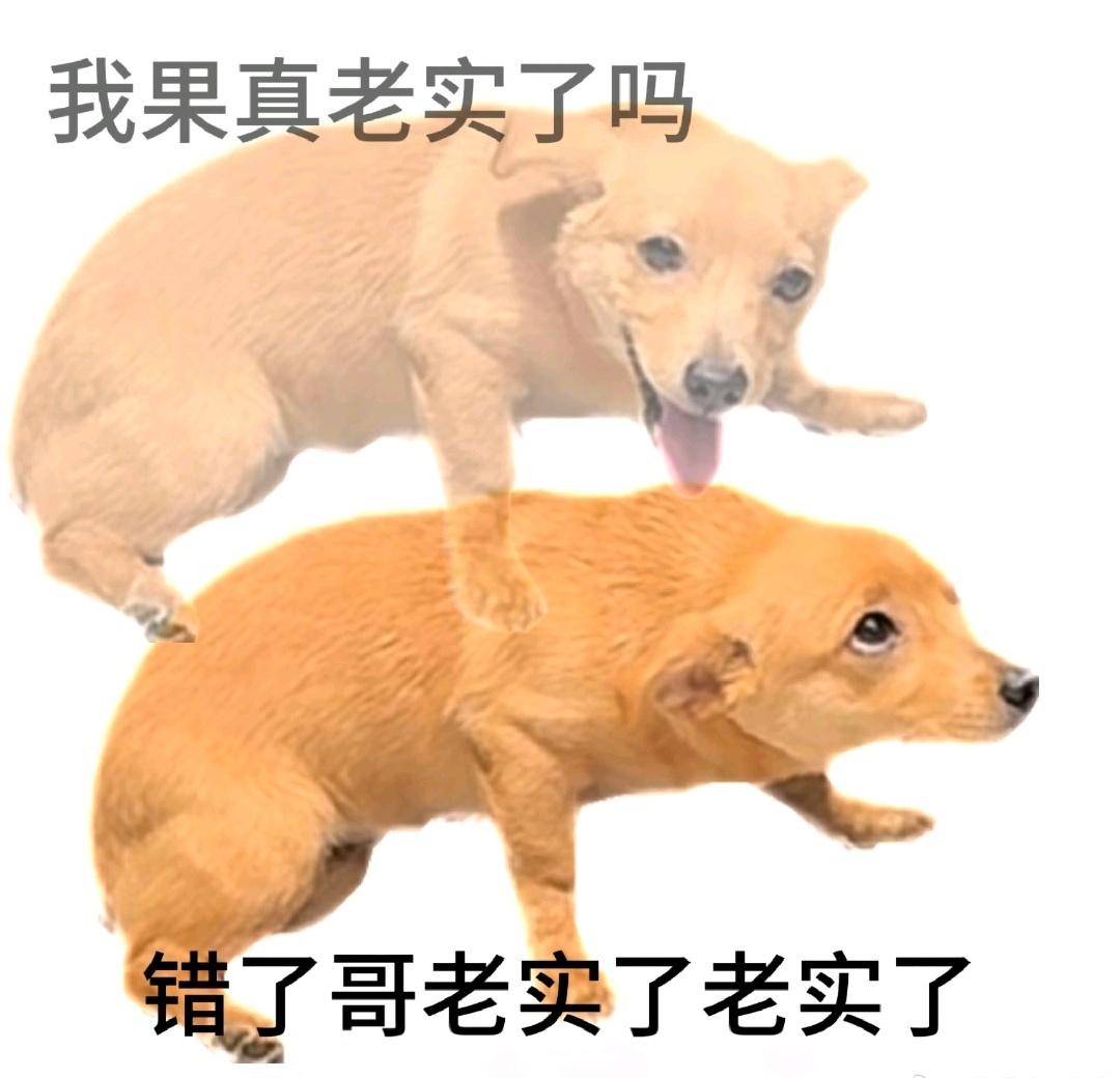 白切黑看到一张图，他沉默了一下：“其实，这个不像小卷，我发给谁，它就像谁。”