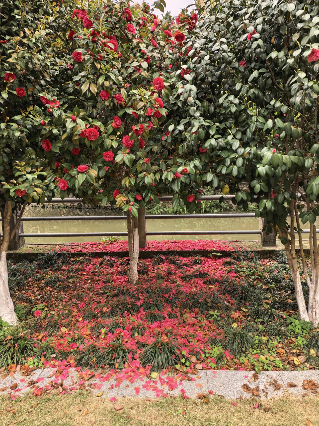 本人昨天就在小区的小河边散步，看到几棵山茶花中，其中一棵山茶花花量特别大，估计是