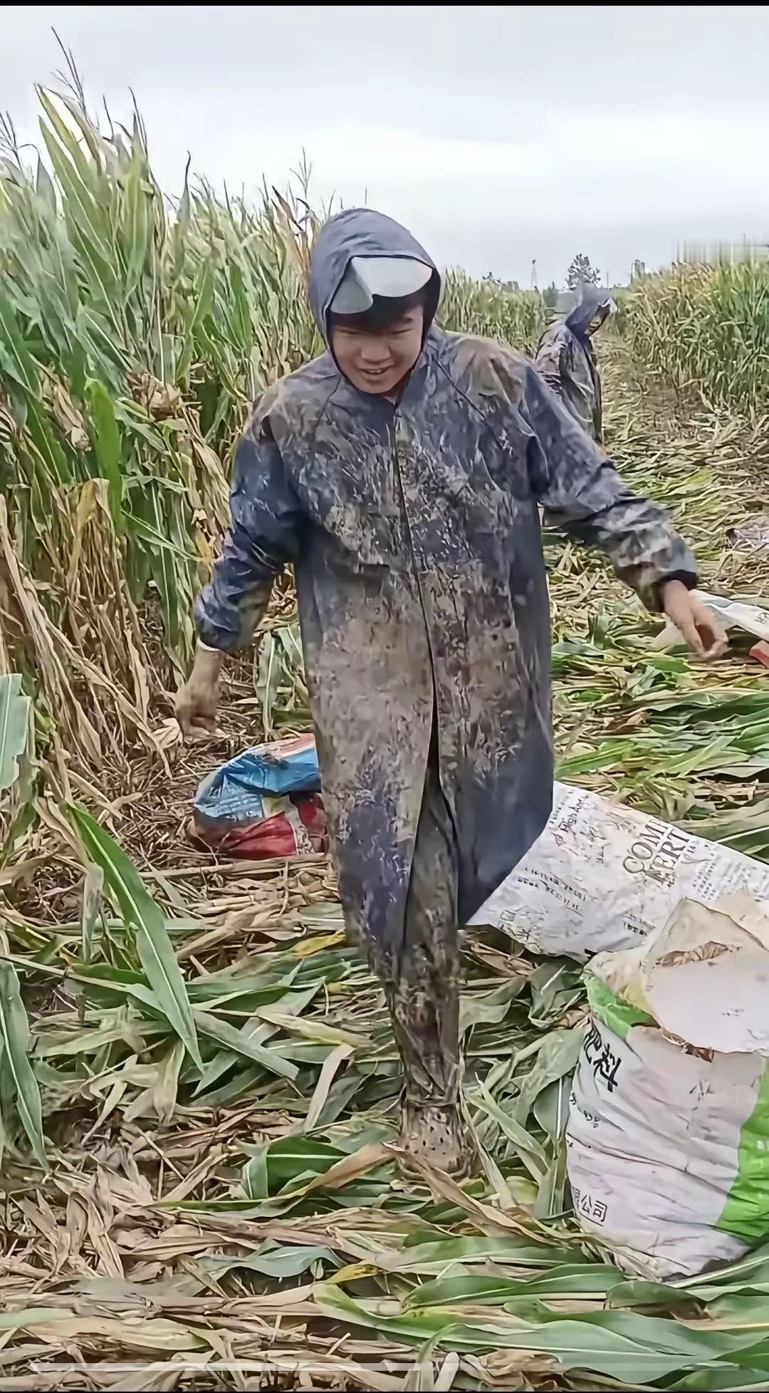 今秋河南农民收秋的真实画面...