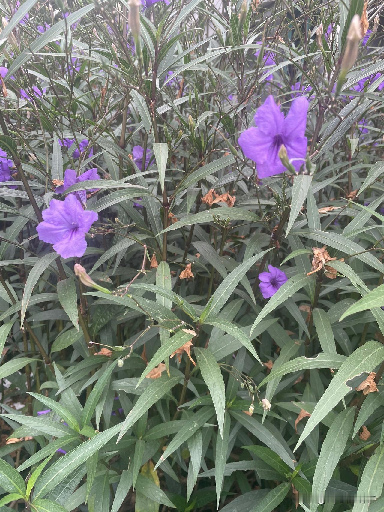 这阿姨再婚的真不够明智!一阿姨,50多岁,两个儿子都已经成年了,又找了一个同样5