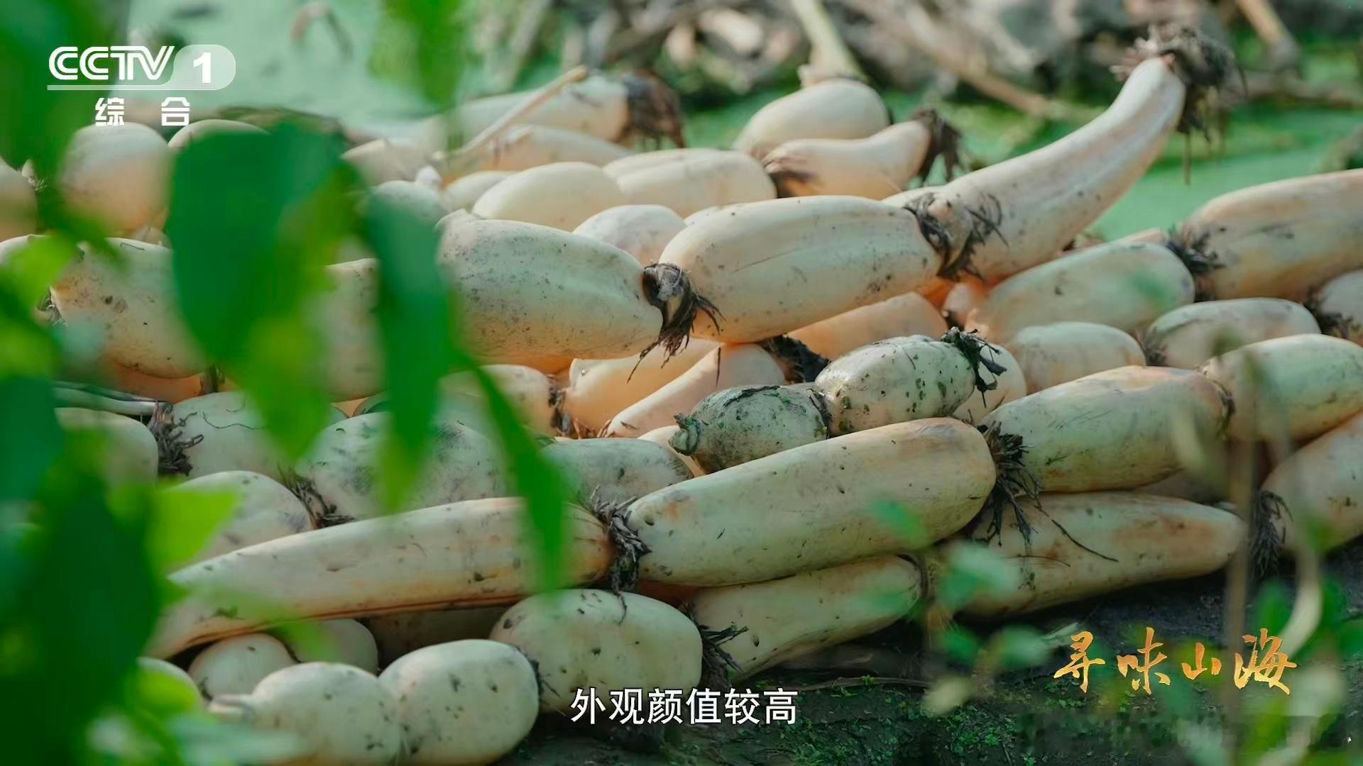 湖北有世界第一长莲藕湖北武汉蔡甸也太牛了，居然是中国莲藕人工栽培起源地之一，种藕