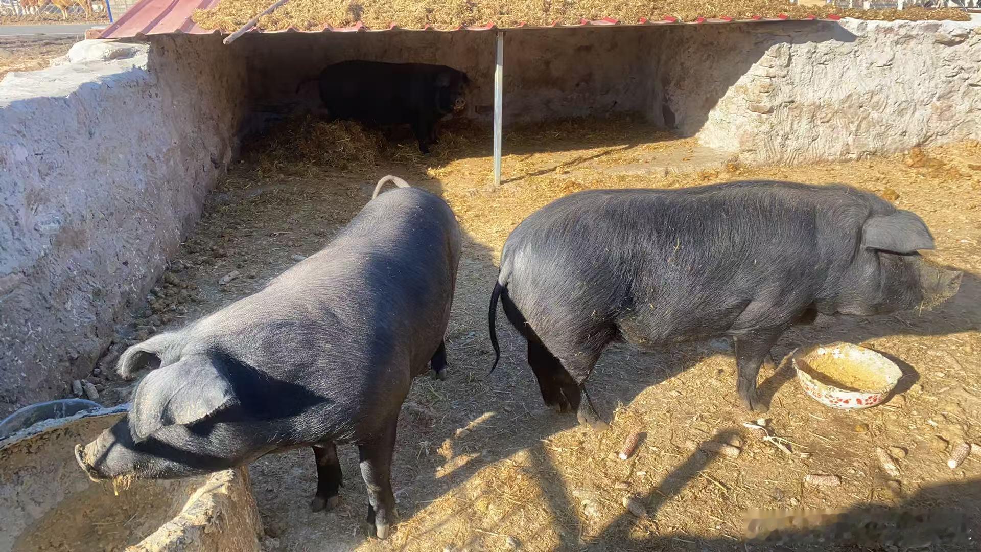 家庭自养生猪，养殖周期达十个月后，定于元旦屠宰。Thefamilyraise