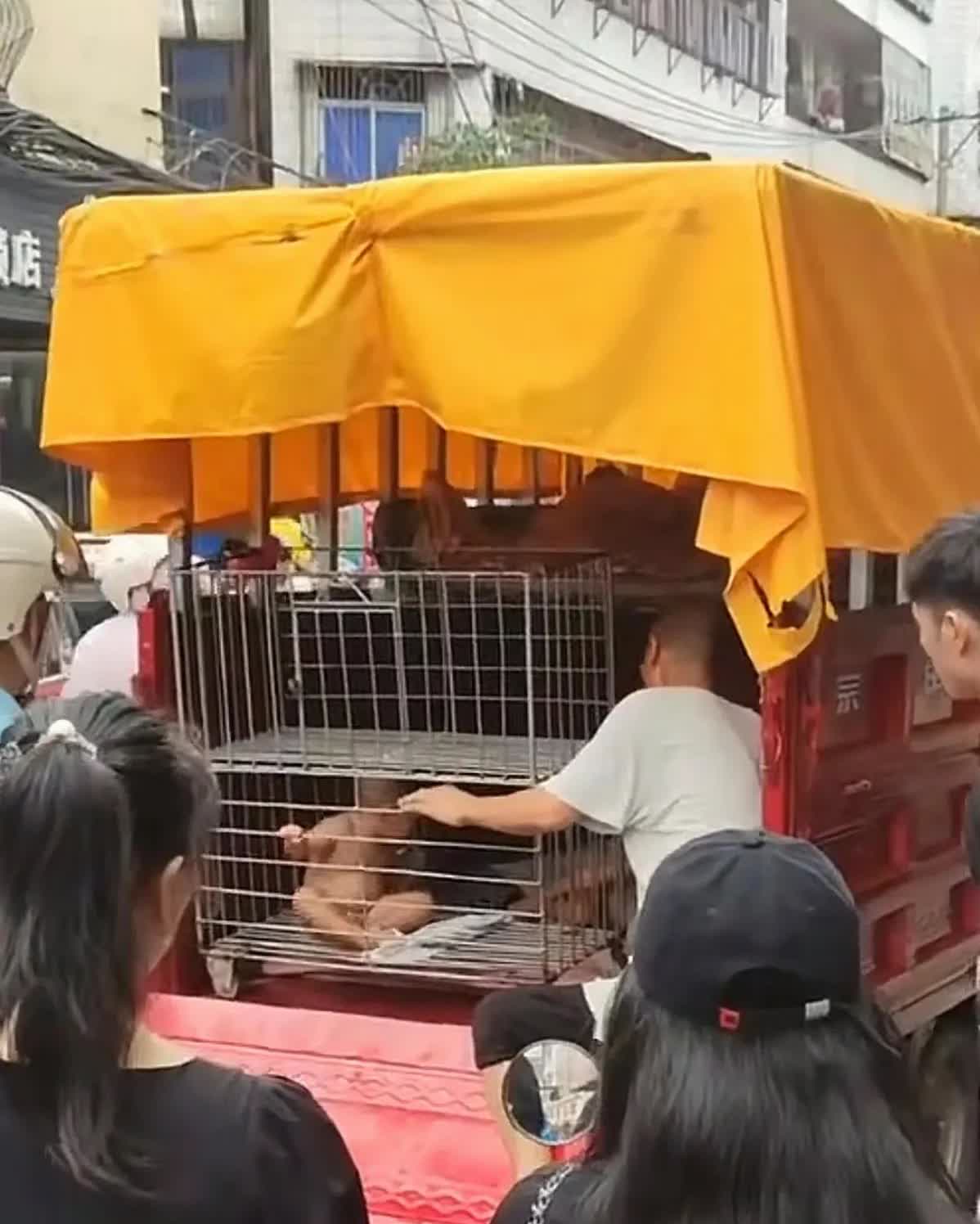 心痛，人间仍有不平事。海南海口发现一男子将赤裸幼童关在车后铁笼子里。铁笼