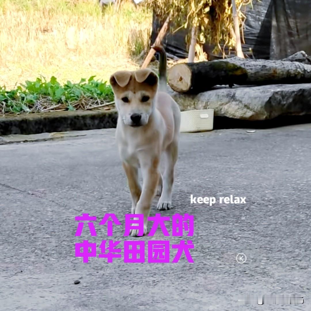 表弟在网上买了一只中华田园犬，花了六百块钱。小狗是从广西发过来的，据说是正宗的黄