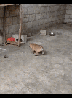 都说狗拿耗子是多管闲事，可这只小狗显然不这么认为。狗不大，老鼠却不小，但完全